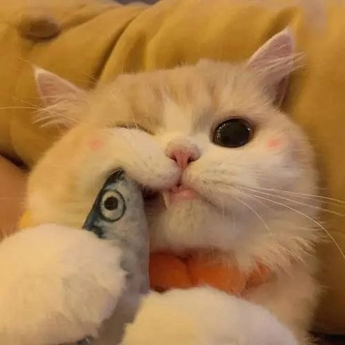 พีระพัฒน์ โน๊ตชัยยา avatar